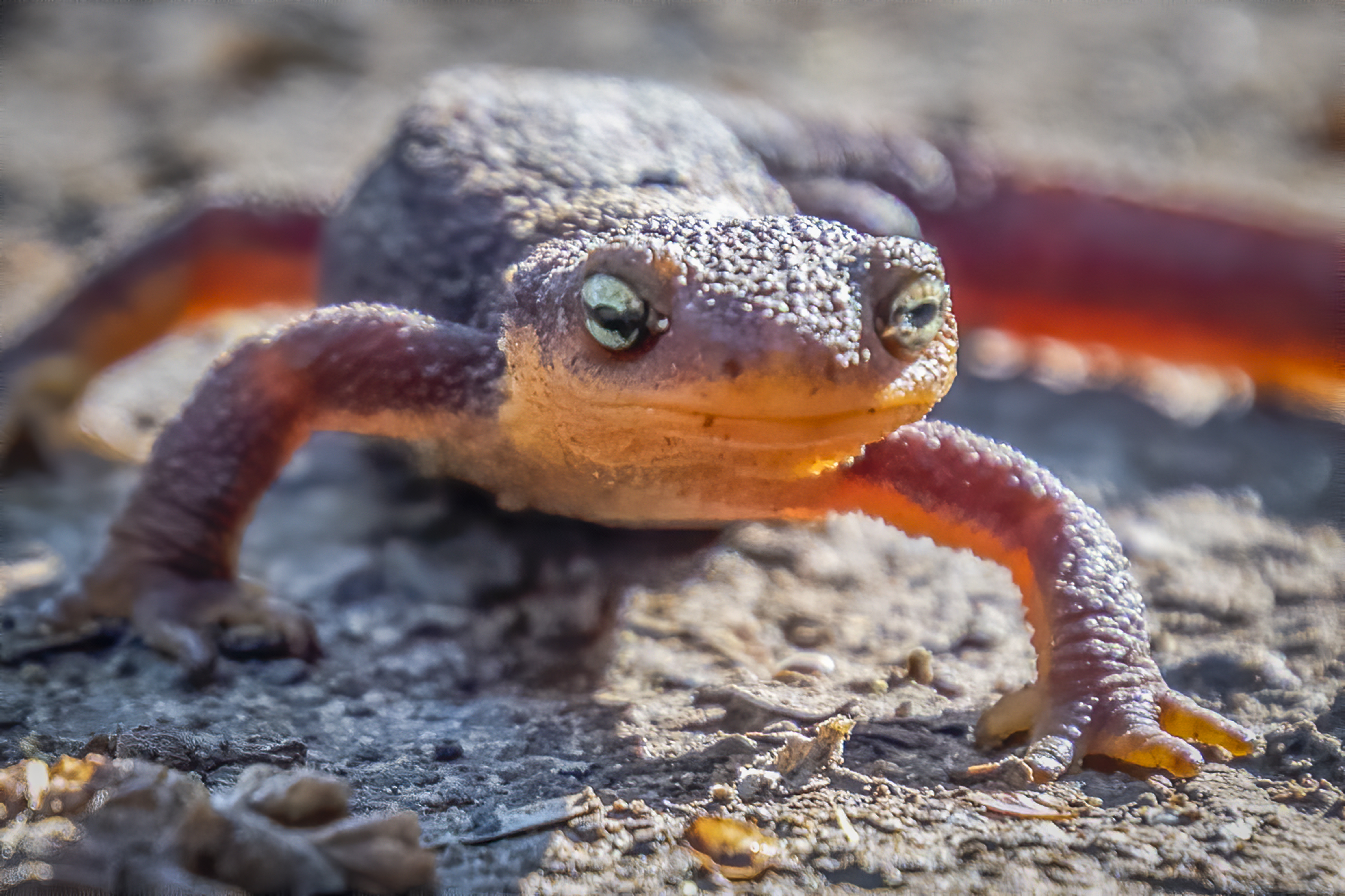 newt professional newt professional